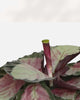 Calathea Rosea Picta Rosy