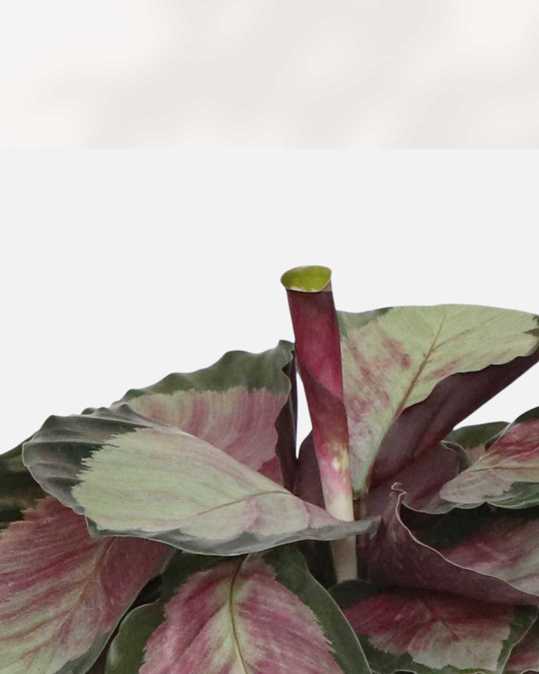 Calathea Roseopicta 'Rosie' | Buy Online