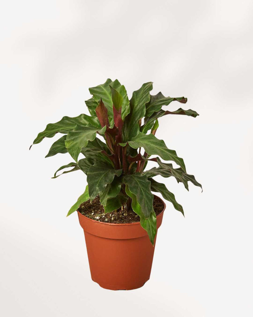Calathea Rufibarba 6" Pot - Medium
