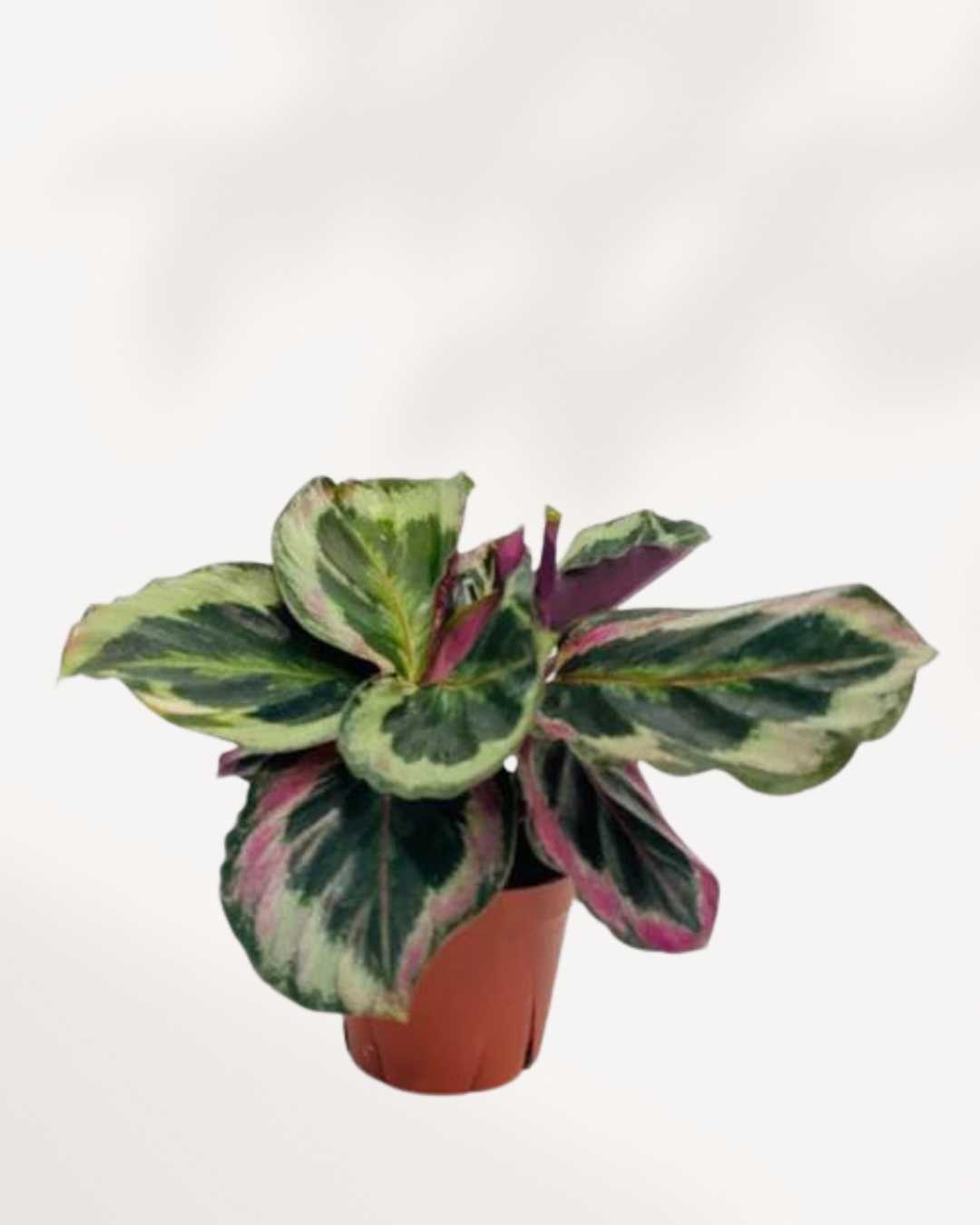 Calathea Shinestar | Buy Online - Plant Care