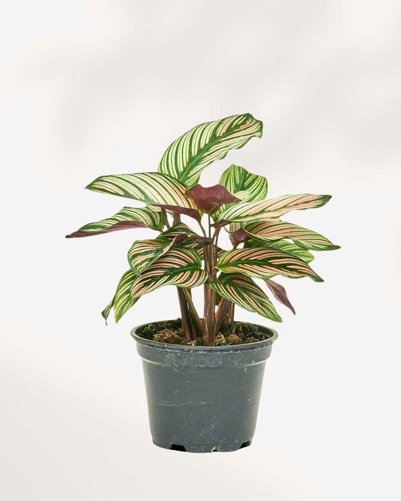 Calathea White Star