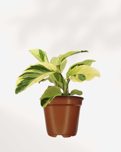 Calathea Yellow Fusion | Buy Online