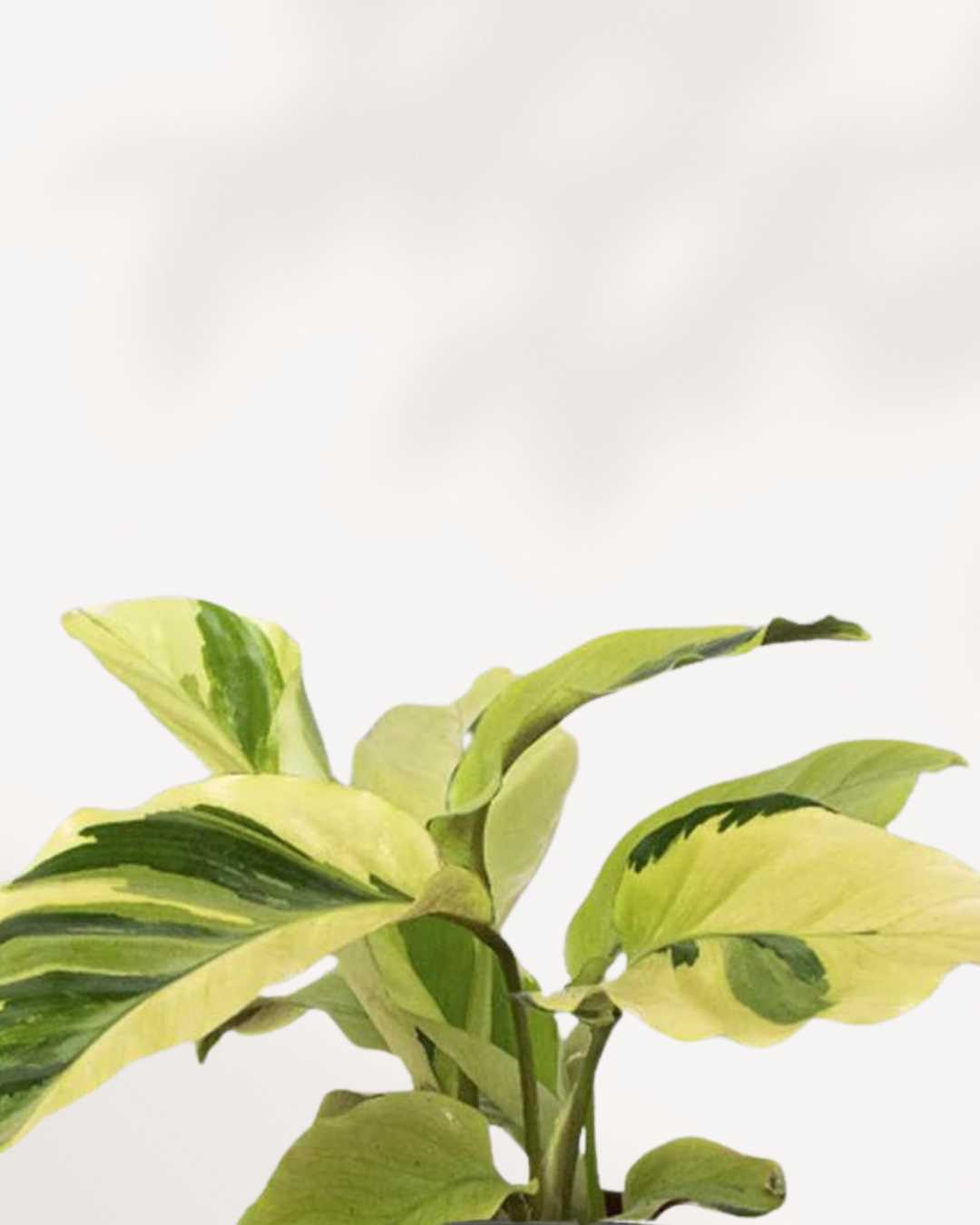 Calathea Yellow Fusion | Buy Online