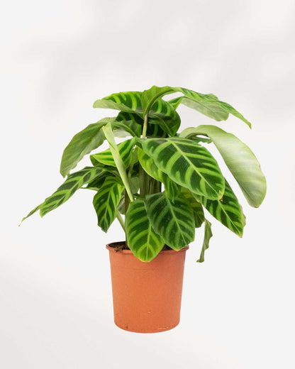Calathea Zebrina plant front view, velvety striped leaves, healthy tropical houseplant available online and in store Richmond Hill GTA
