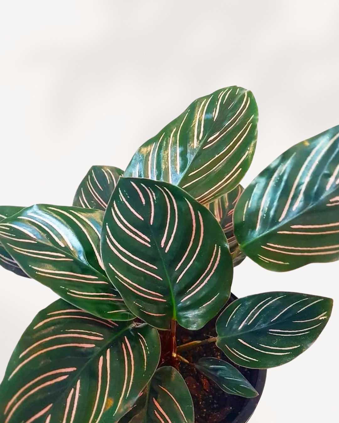 Calathea Beauty Star | Buy Online