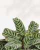 Calathea Burle Marxii