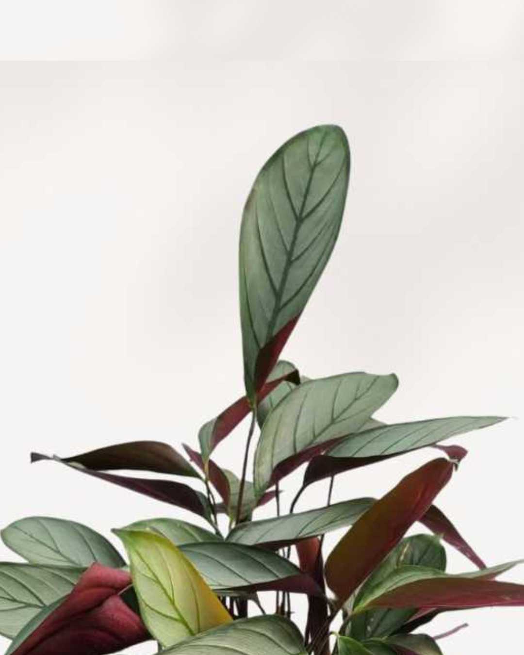 Calathea Grey Star | Buy Online