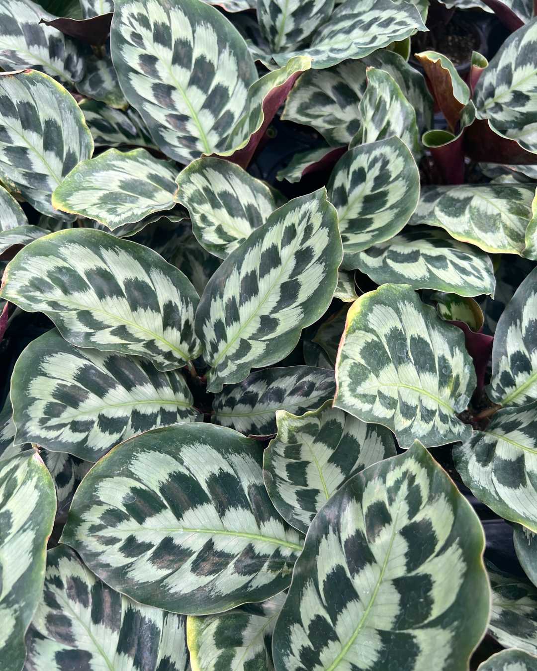 helen kennedy calathea Calathea Helen Kennedy | Buy Online - Stunning, Pet-Friendly Plant | Mygreenscape