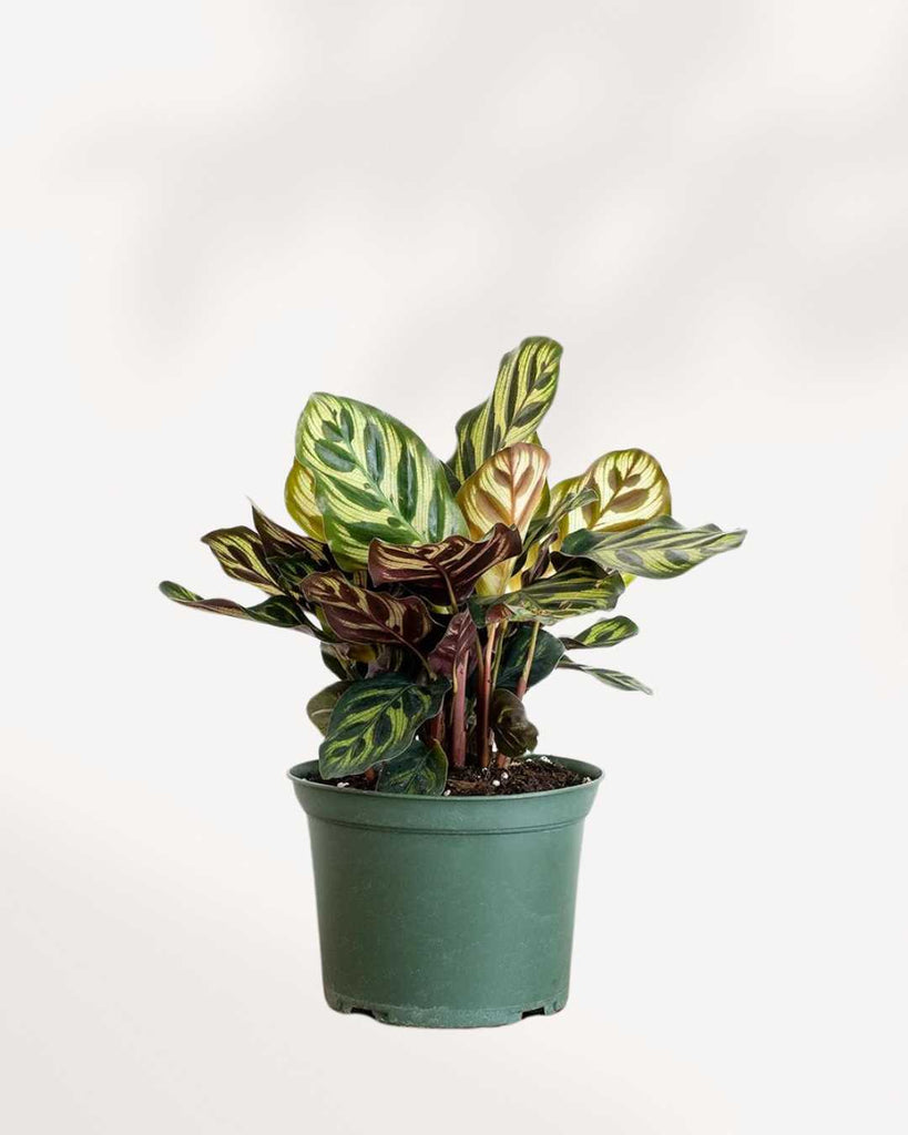 Calathea Makoyana Peacock 2.5" Pot - XSmall | Buy Online