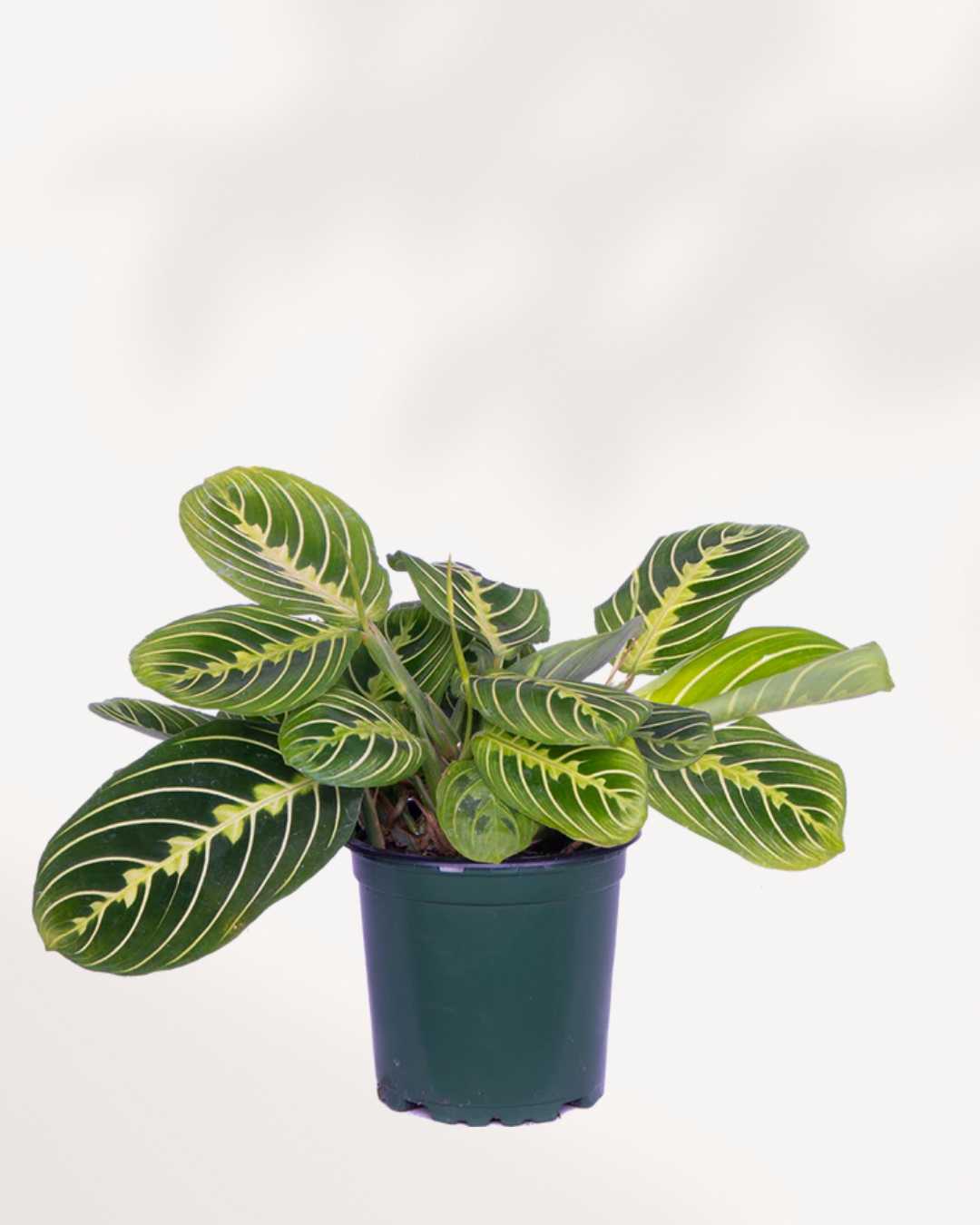 Calathea Maranta Lemon Lime | Buy Online