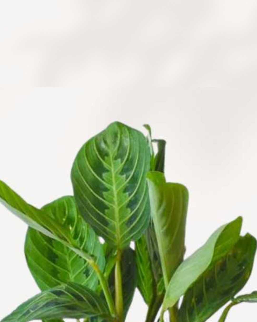 Calathea Maranta Prayer Plant | Buy Online