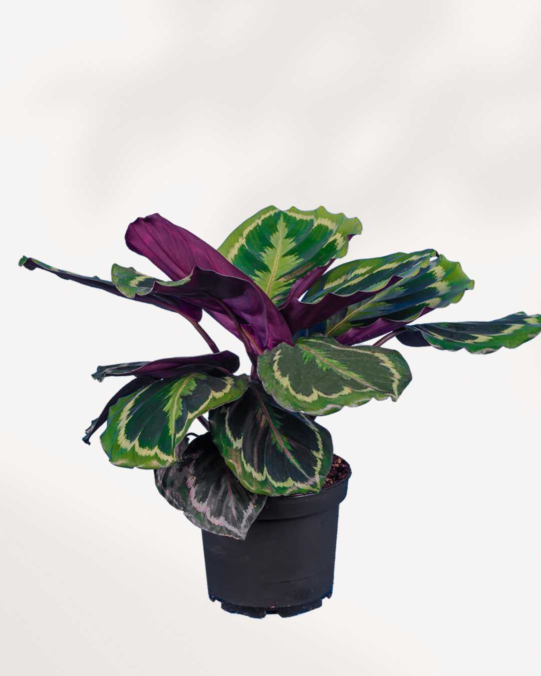 Calathea Medallion | Buy Online