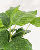 Calathea Musaica Network | Buy Online