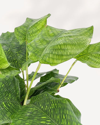 Calathea Musaica Network | Buy Online