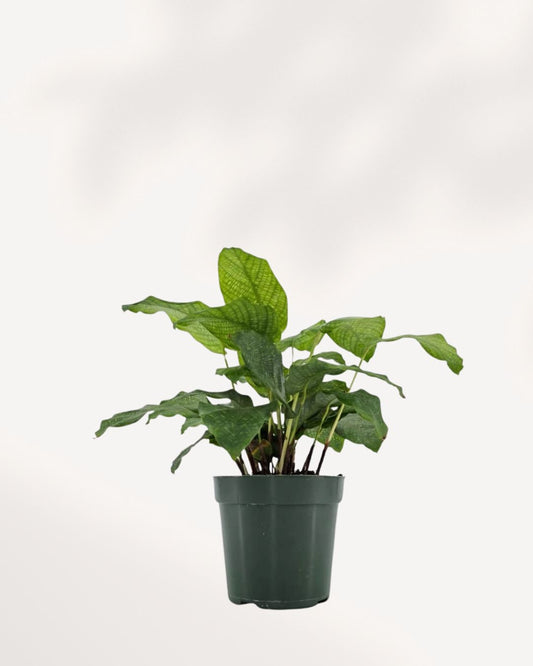 Calathea Musaica Network | Buy Online