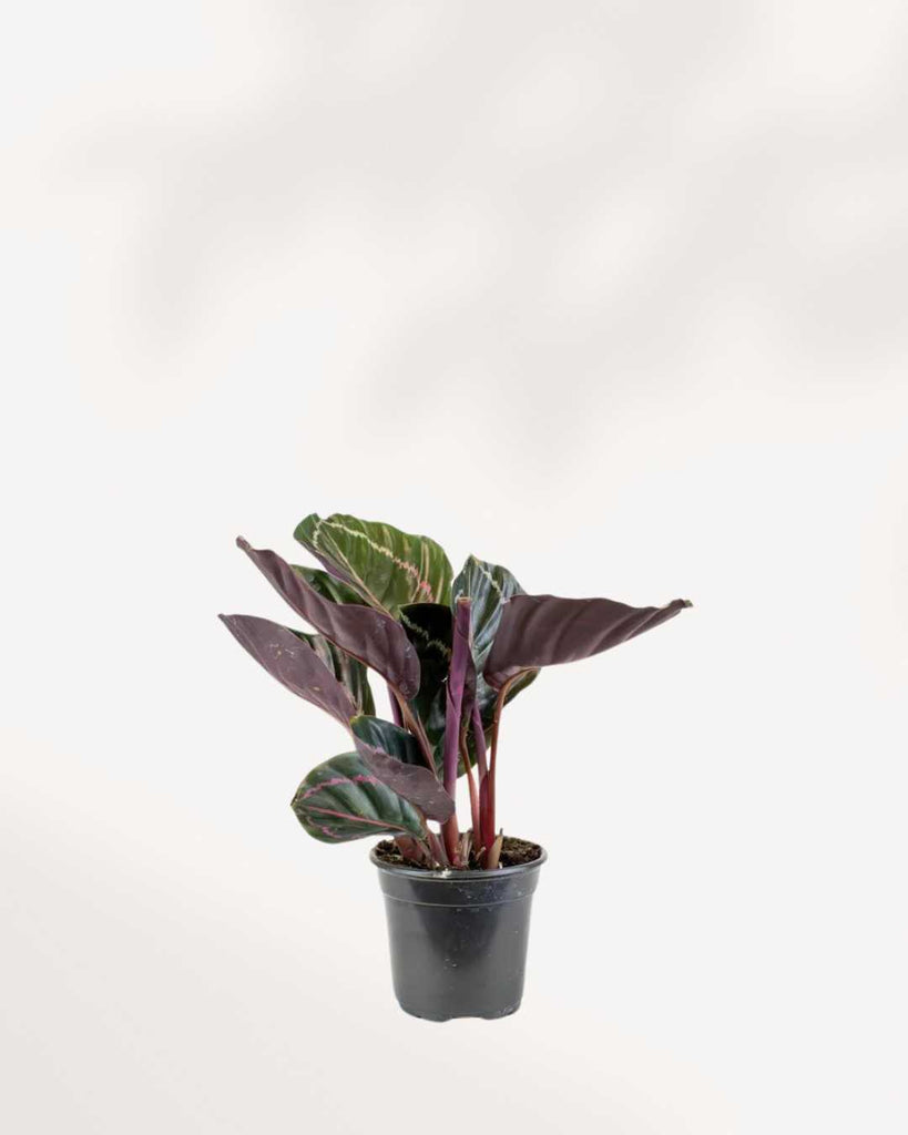 Calathea Red Mojo 2.5" Pot - XSmall