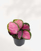 Calathea Rosea Picta Rosy 4" Pot - Small