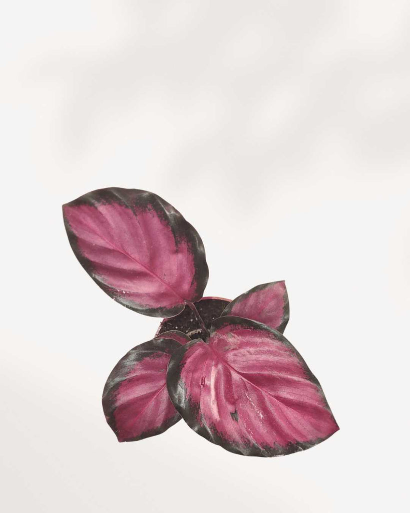 Calathea Rosea Picta Rosy 2.5" Pot - XSmall