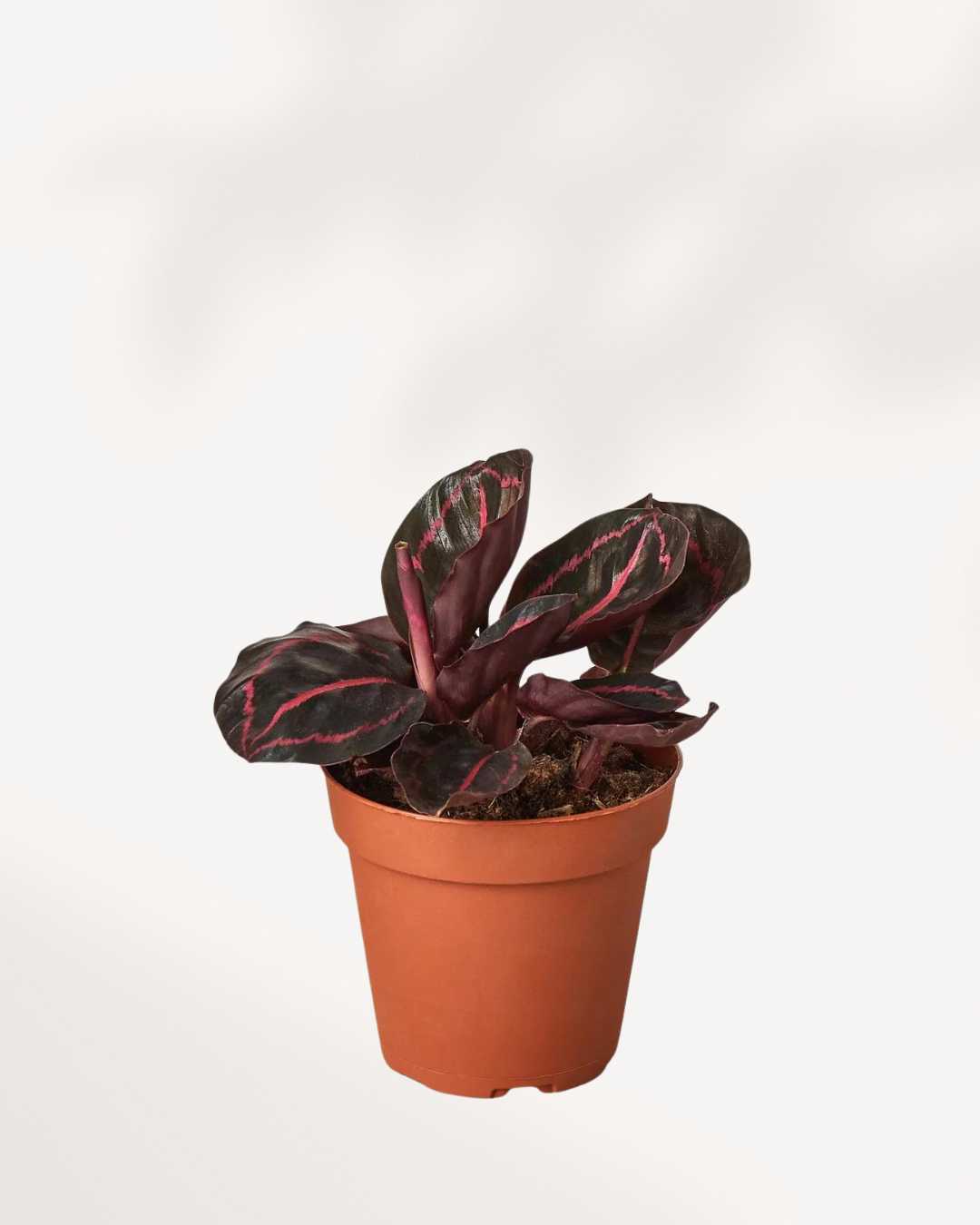 Calathea Roseopicta Dottie | Buy Online