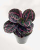 Calathea Roseopicta Dottie 6" Pot - Medium