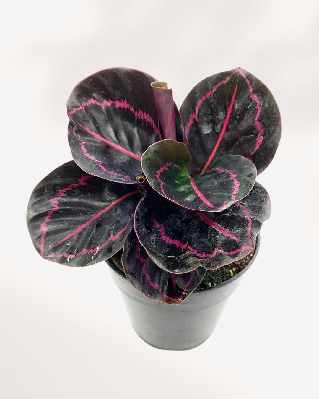 Calathea Roseopicta Dottie | Buy Online