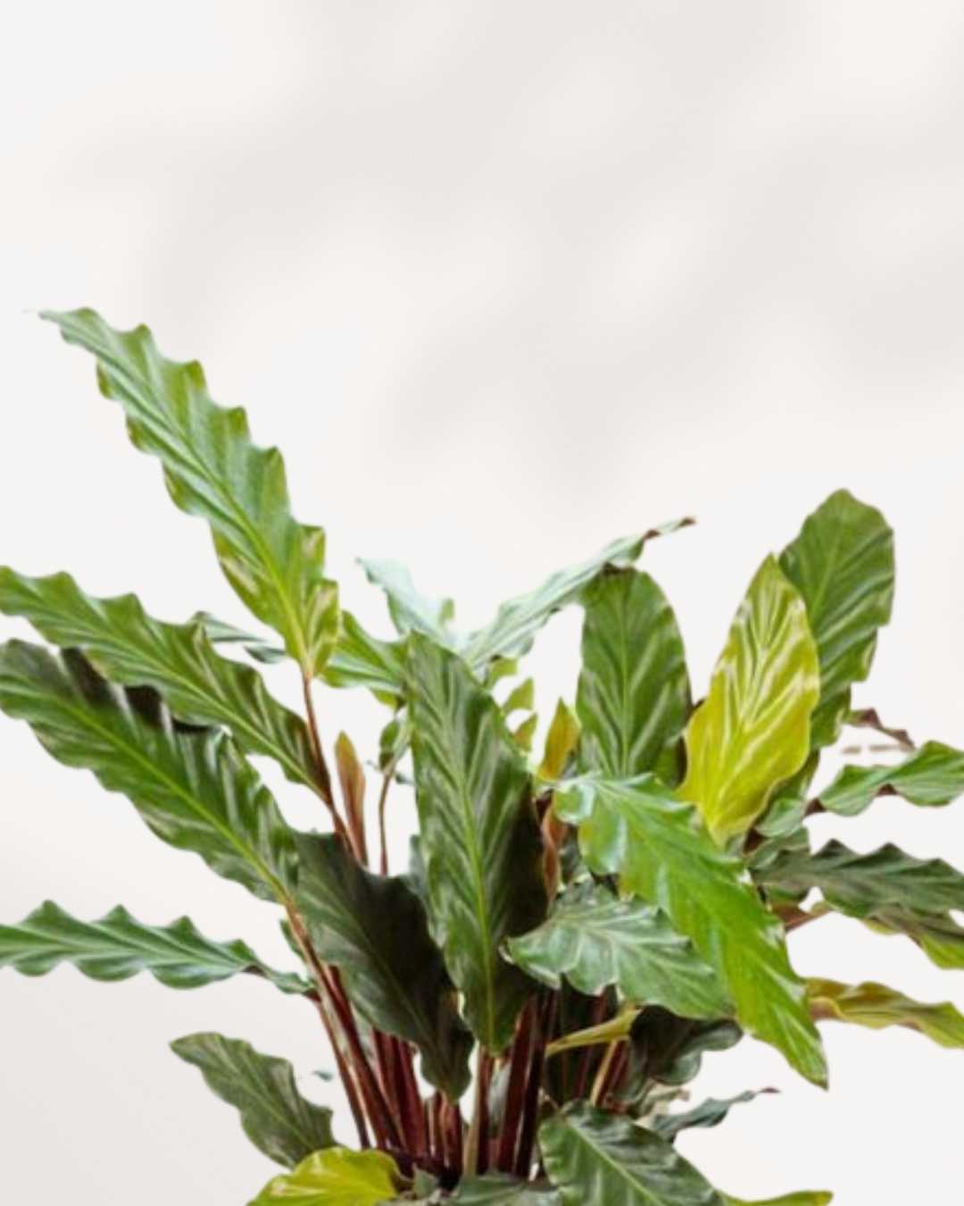 Calathea Rufibarba | Buy Online