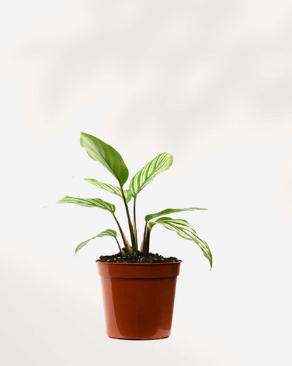 Calathea, Vittata | Buy Online