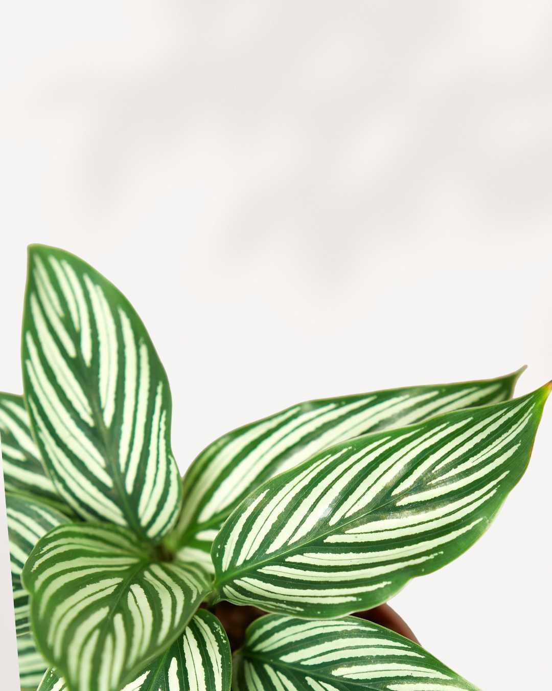 Calathea, Vittata | Buy Online