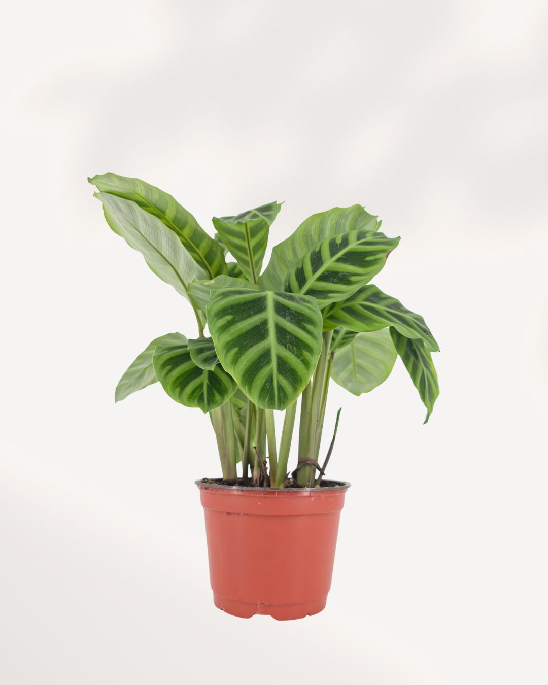 Calathea Zebrina plant, velvety striped leaves, healthy tropical houseplant available online and in store Richmond Hill GTA