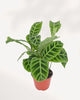 Top view of Calathea Zebrina showing symmetrical striped leaf pattern, lush tropical houseplant delivered across GTA
