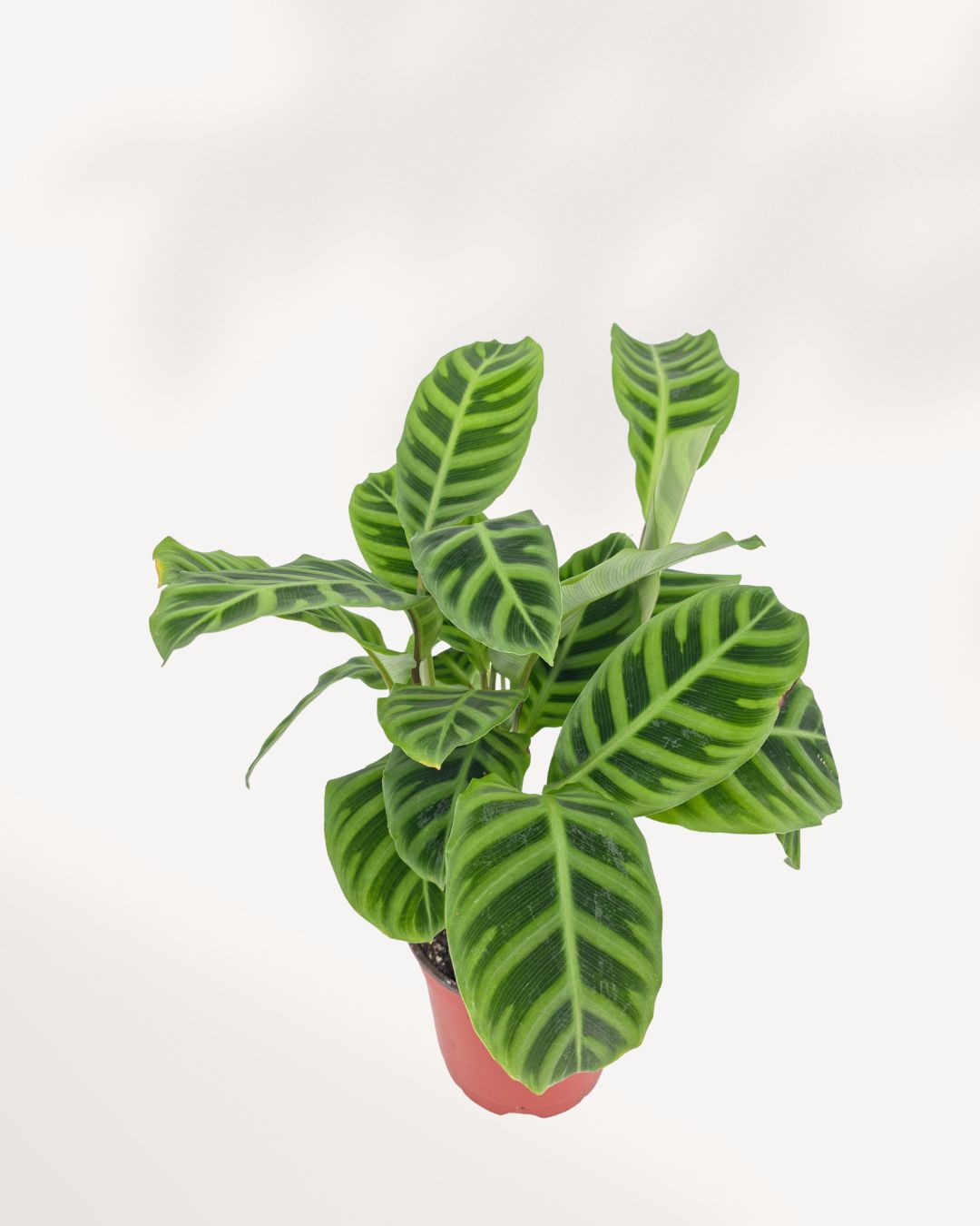 Top view of Calathea Zebrina showing symmetrical striped leaf pattern, lush tropical houseplant delivered across GTA