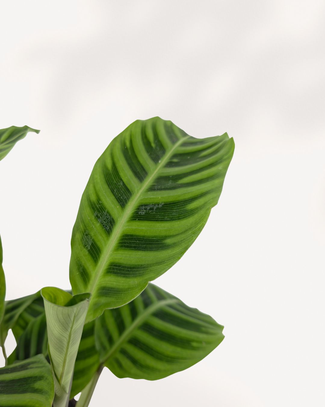 Close up of Calathea Zebrina zebra striped foliage, bold green velvet leaves with light striping, premium indoor plant Richmond Hill Toronto GTA