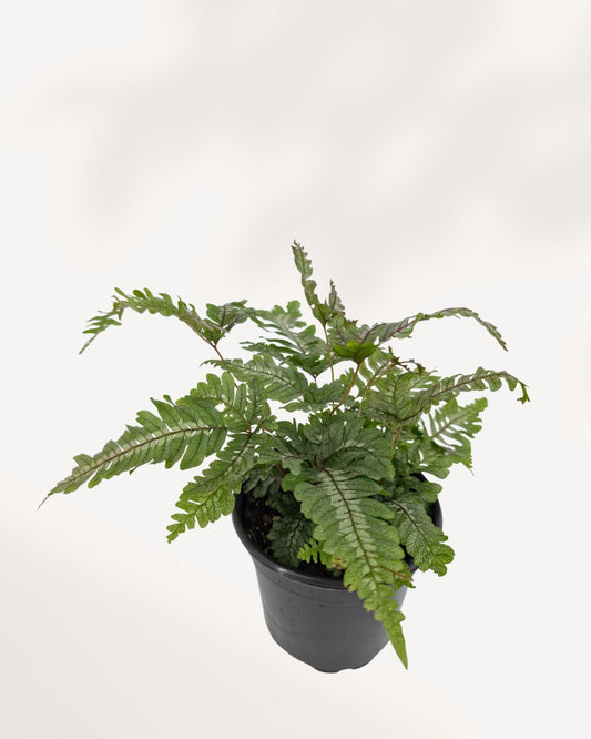Candy Stripe Fern 'Pteris aspericaulis'