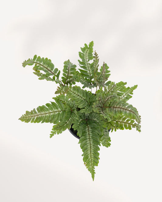 Candy Stripe Fern 'Pteris aspericaulis'