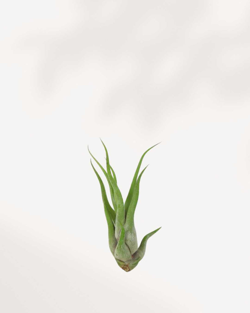 Tillandsia Caput Medusae - Air Plant Caput Medusae - Air Plant