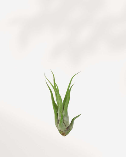 medusa head air plant Tillandsia Caput Medusae - Air Plant | Buy Online | Mygreenscape
