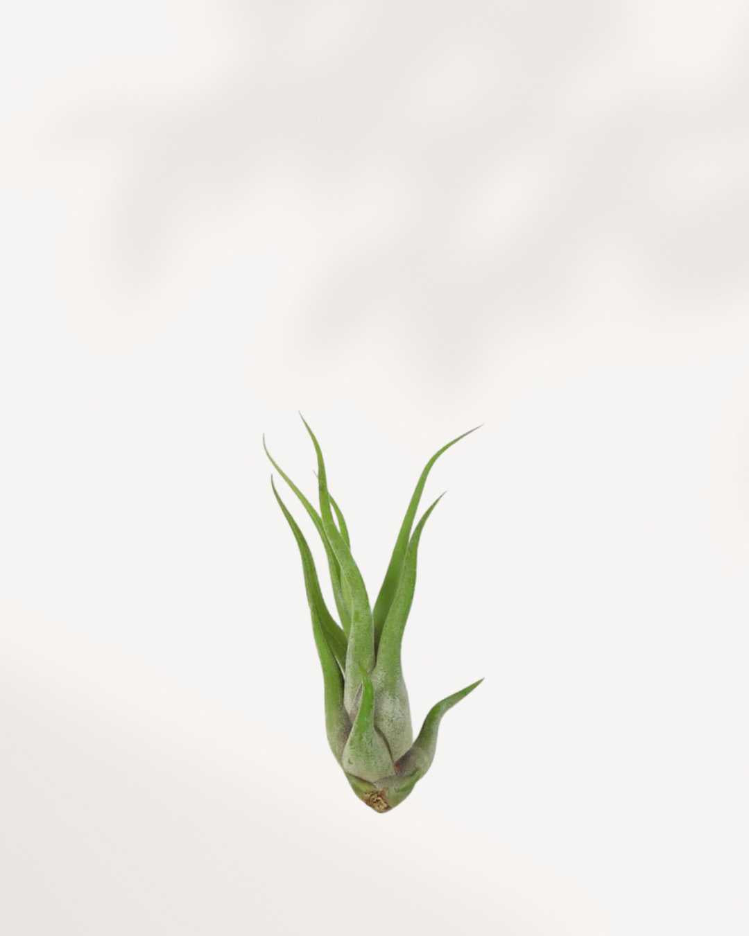 Tillandsia Caput Medusae - Air Plant Caput Medusae - Air Plant