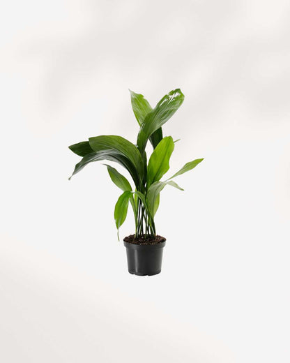 Cast Iron Plant  Buy Online