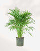 Cat Palm 10" Pot - Medium