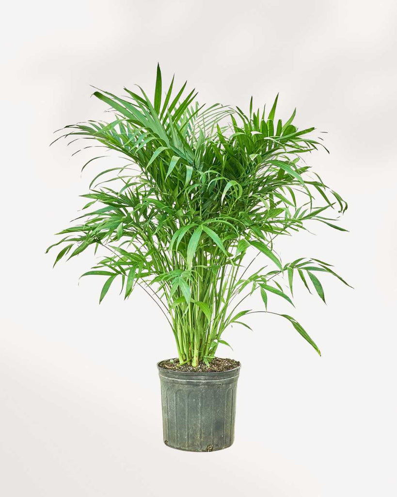 Cat Palm 10" Pot - Medium
