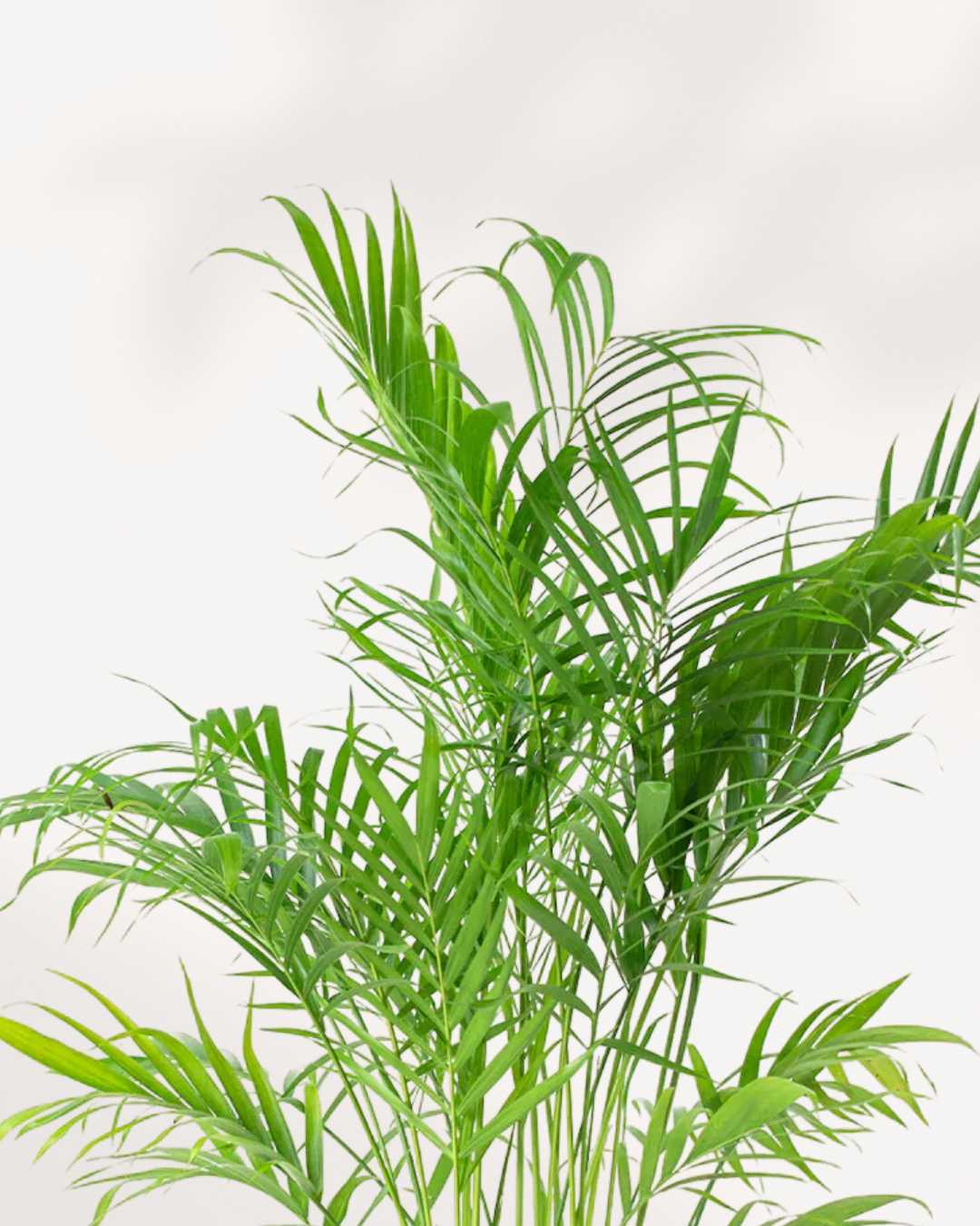 Cat Palm | Buy Online