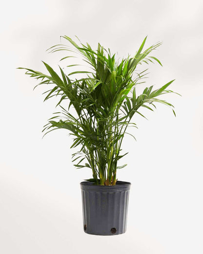 Cat Palm | Buy Online