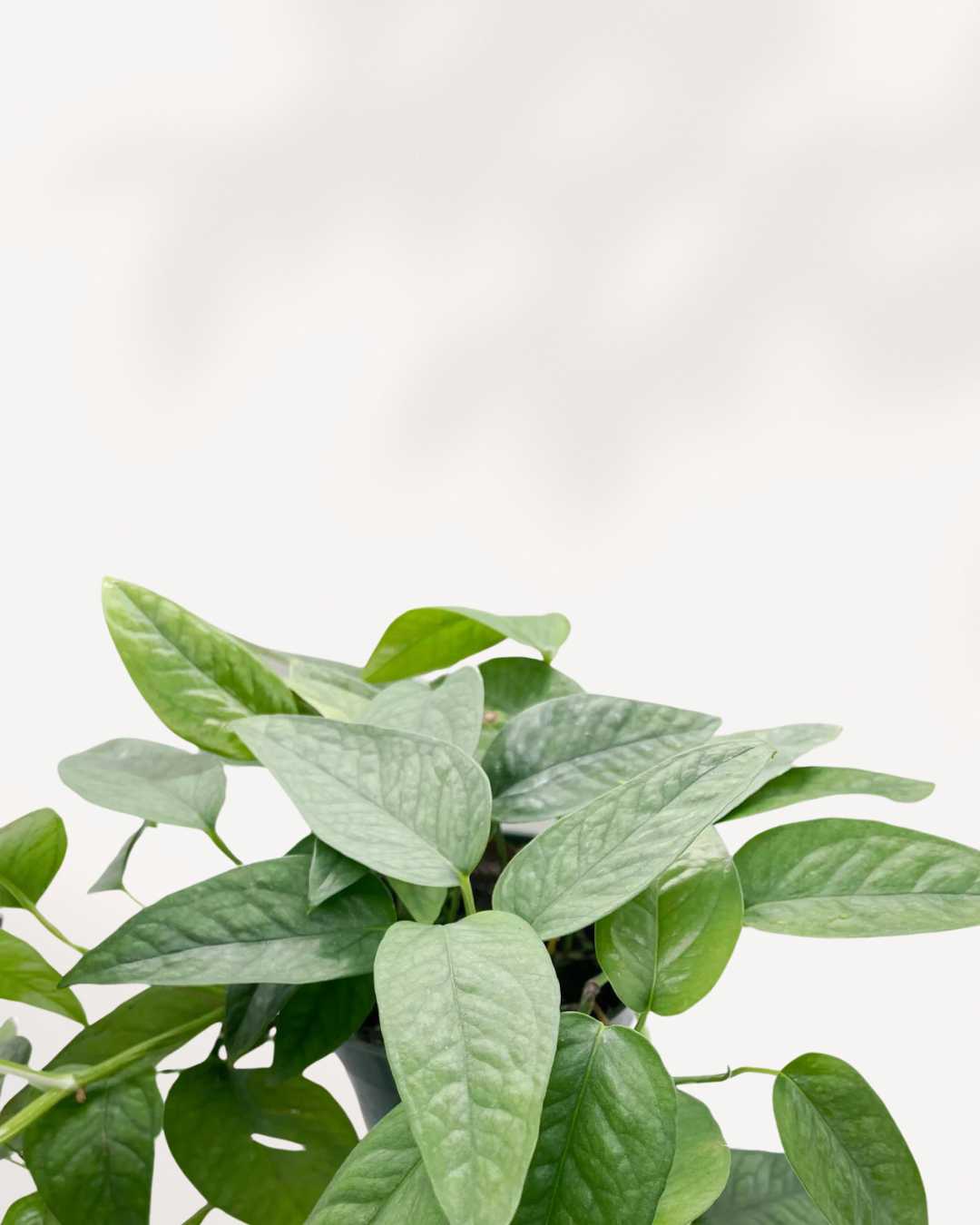 blue pothos varieties Pothos Cebu Blue Totem | Buy Online – Low-Maintenance Climbing Houseplant | Mygreenscape