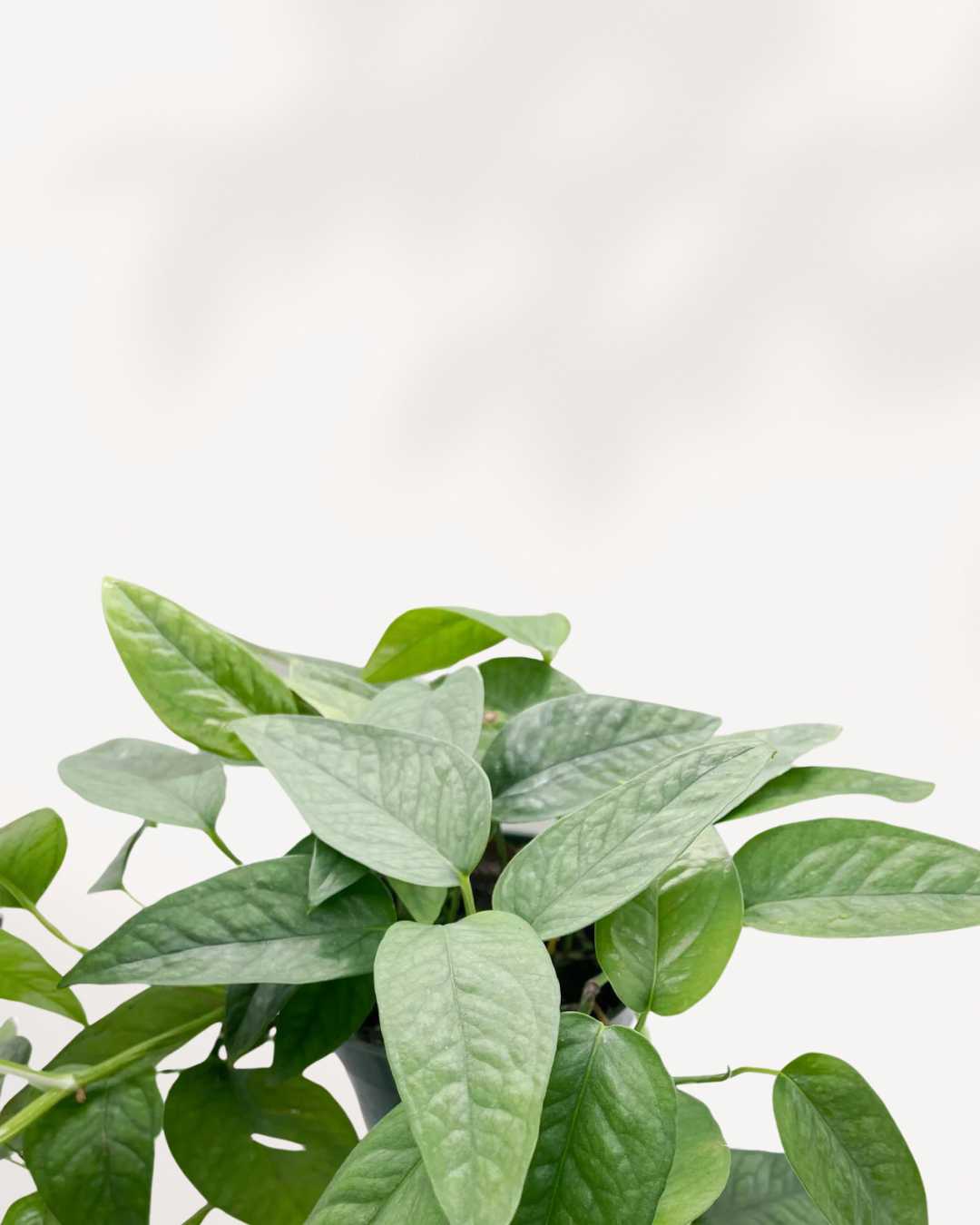 Pothos Cebu Blue | Buy Online