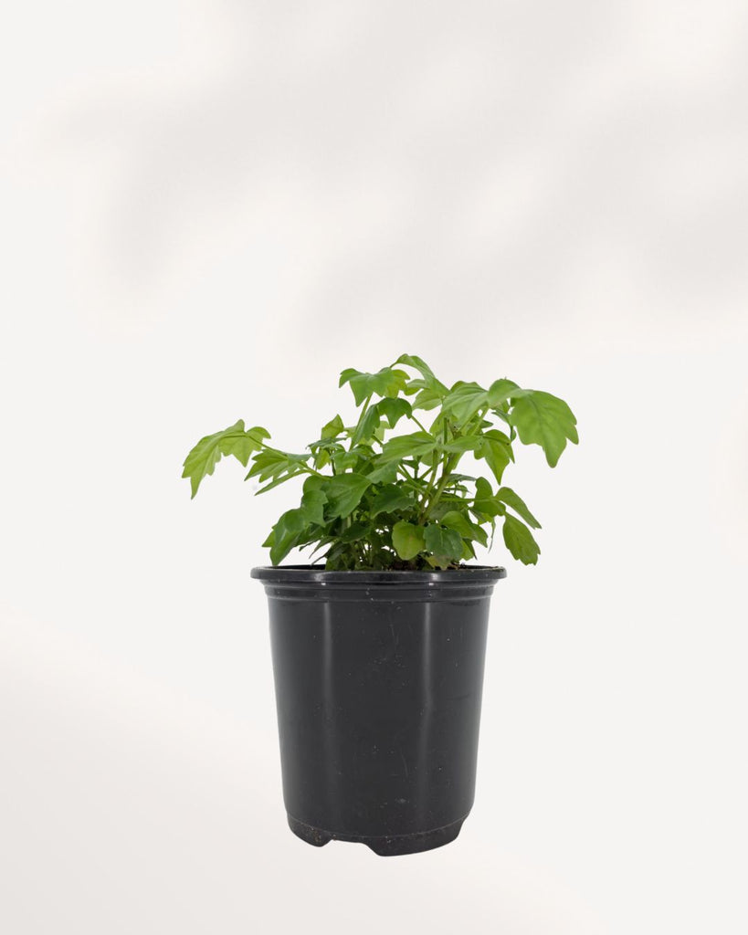 China Doll Plant indoor houseplant front view with lush glossy green foliage, elegant compact shape, and vibrant healthy leaves, ideal for bright modern homes and offices