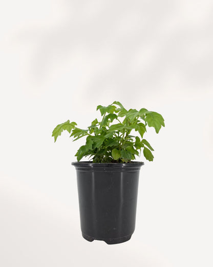 china doll plant care indoors China Doll Plant Toronto GTA Delivery | Indoor Tree for Bright Homes | Mygreenscape