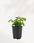 China Doll Plant indoor houseplant front view with lush glossy green foliage, elegant compact shape, and vibrant healthy leaves, ideal for bright modern homes and offices