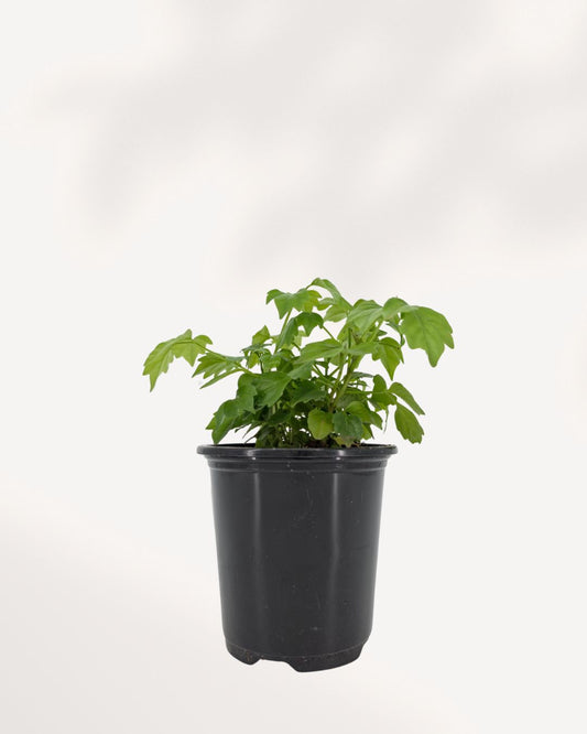 China Doll Plant indoor houseplant front view with lush glossy green foliage, elegant compact shape, and vibrant healthy leaves, ideal for bright modern homes and offices