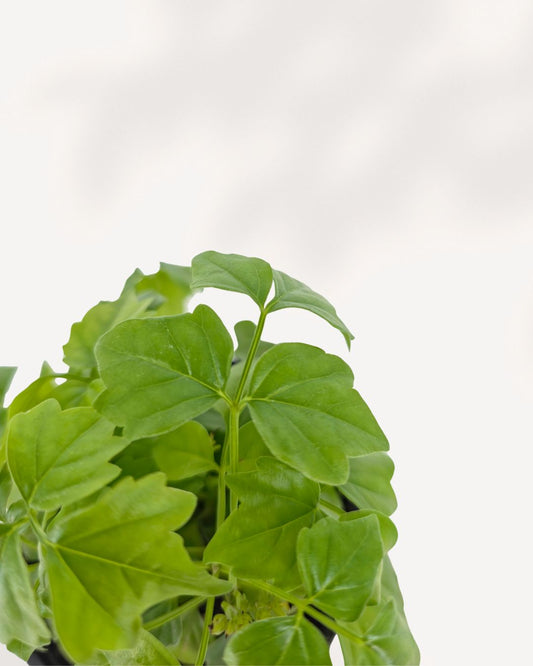 China Doll Plant indoor houseplant front view with lush glossy green foliage, elegant compact shape, and vibrant healthy leaves, ideal for bright modern homes and offices