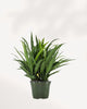 Chinese Evergreen Cutlass | Buy Online